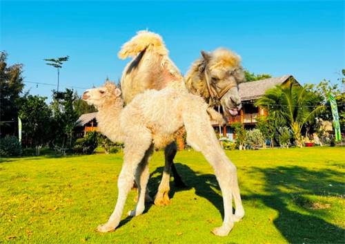 Cá thể lạc đà đầu tiên được sinh ra tại Bình Thuận